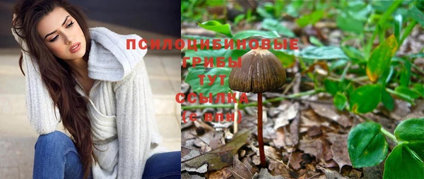 прущие грибы Абинск